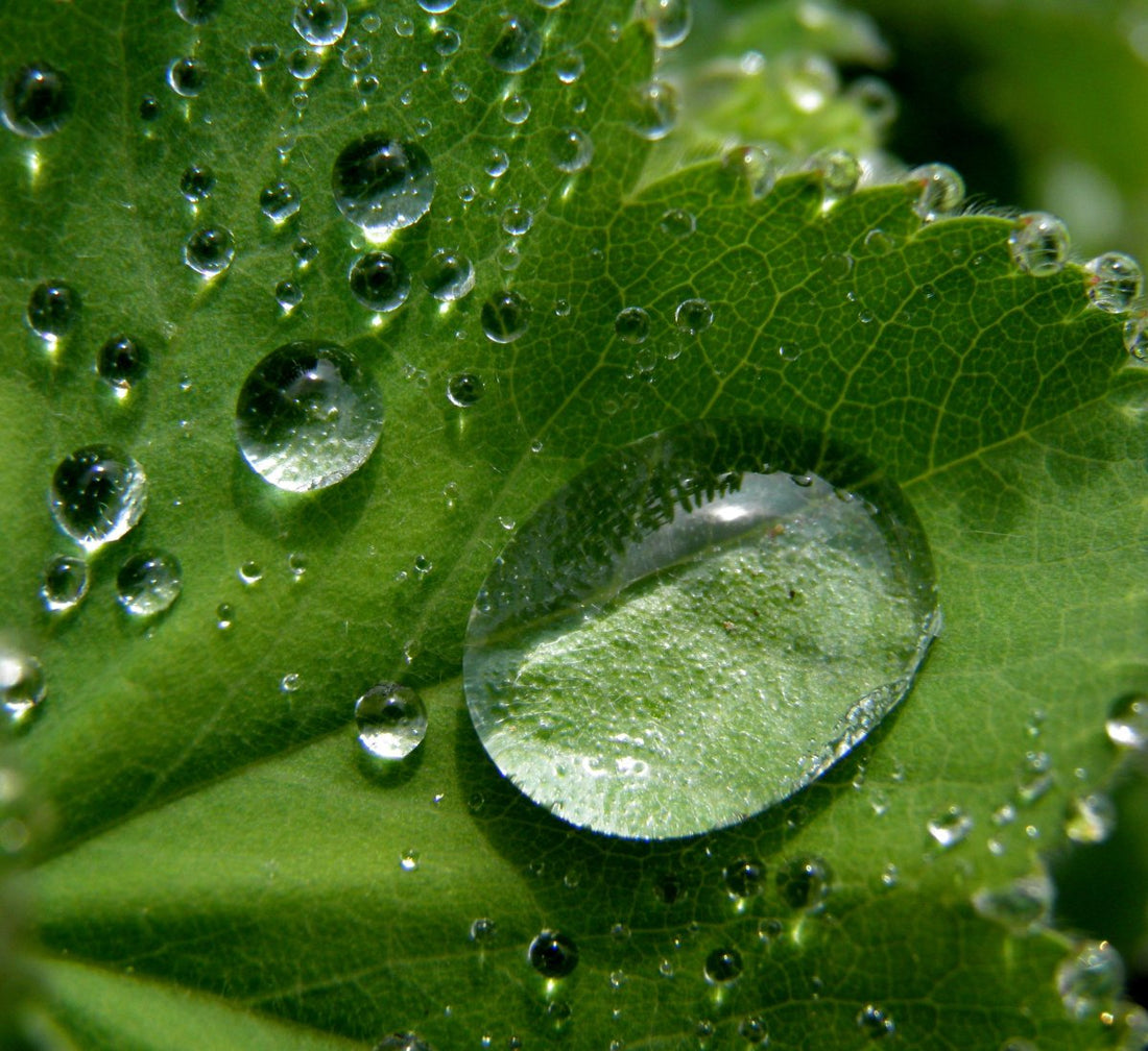 Why Every New Plant Parent Needs a Self-Watering Pot (Yes, You Do!)