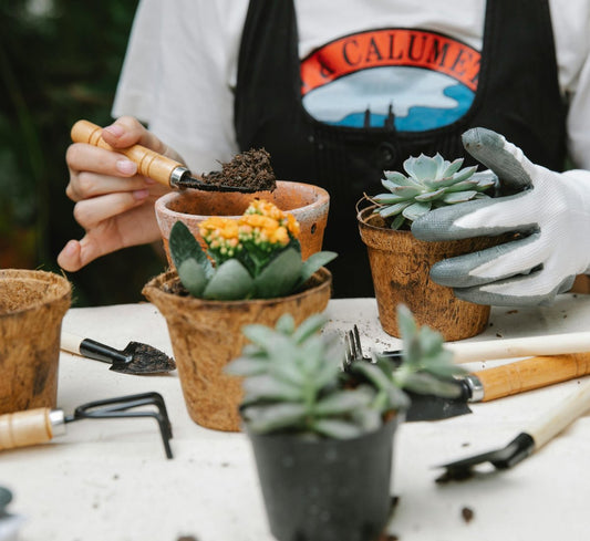 Self-Watering Pots vs. Traditional Planters: Why Self-Watering is the Game-Changer