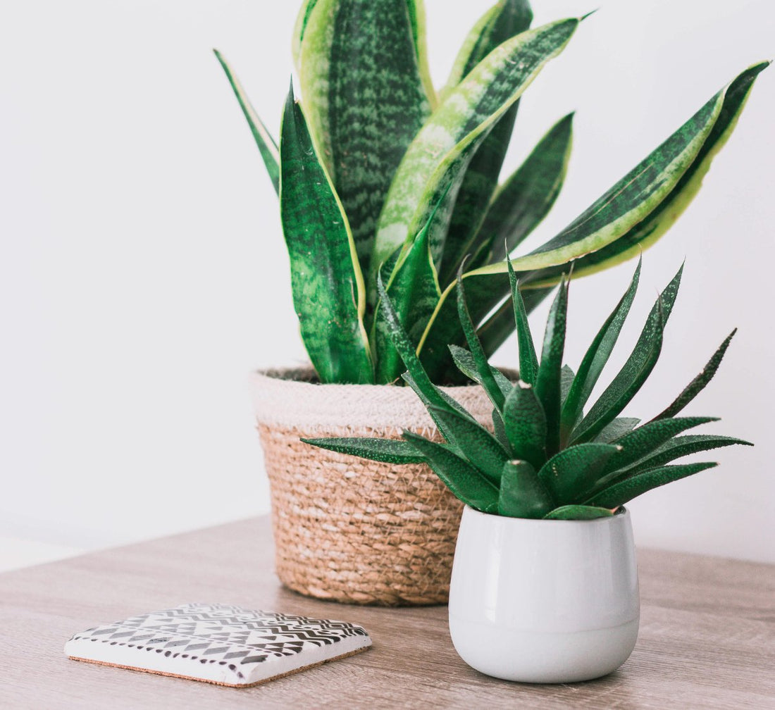 Stylish self-watering pots with Philodendron, Peace Lily, and Calathea, perfect for modern home decor