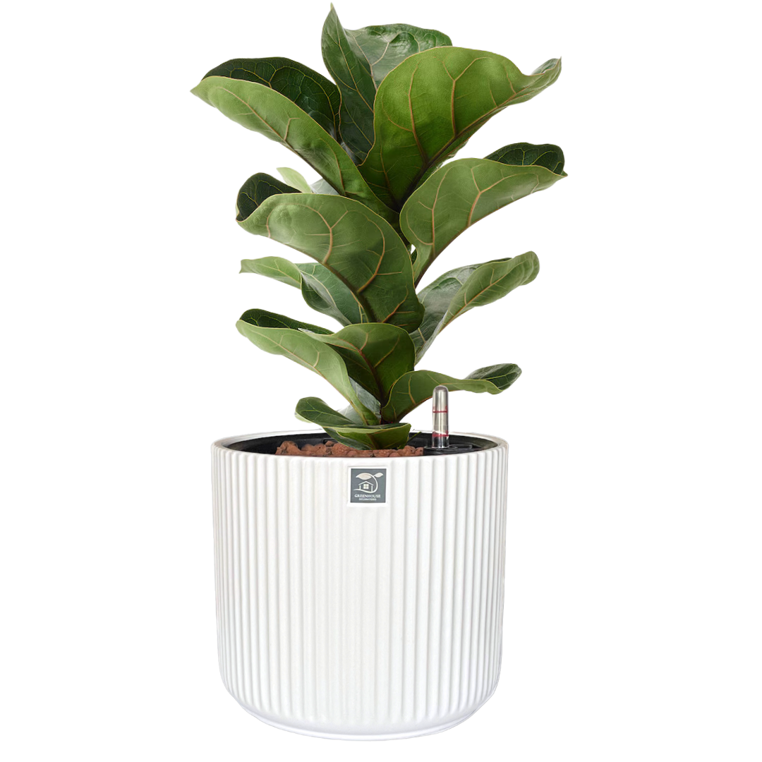 Stylish Porcelain White Self-Watering Ceramic Planter Set – Low-Maintenance & Eco-Friendly