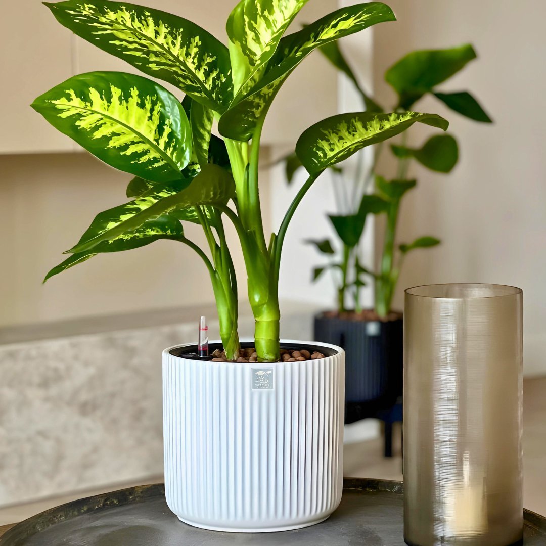 White ribbed self-watering pot with green plant, next to glass vase on a modern table.