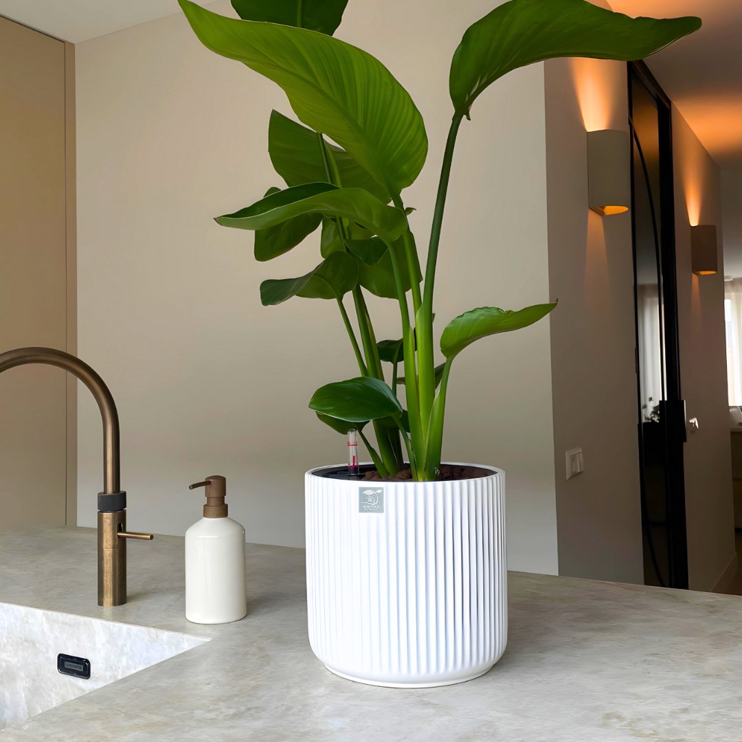 White self-watering ceramic planter with ribbed design, placed on a kitchen counter near faucet